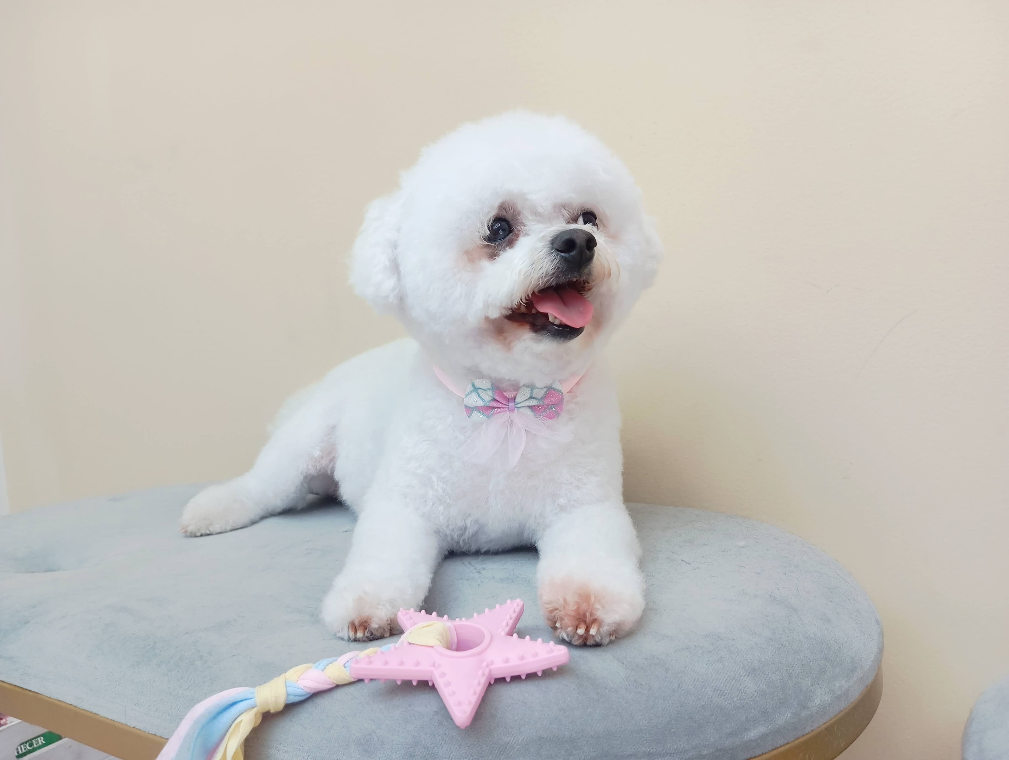 Bichon Frisé - Imagem principal