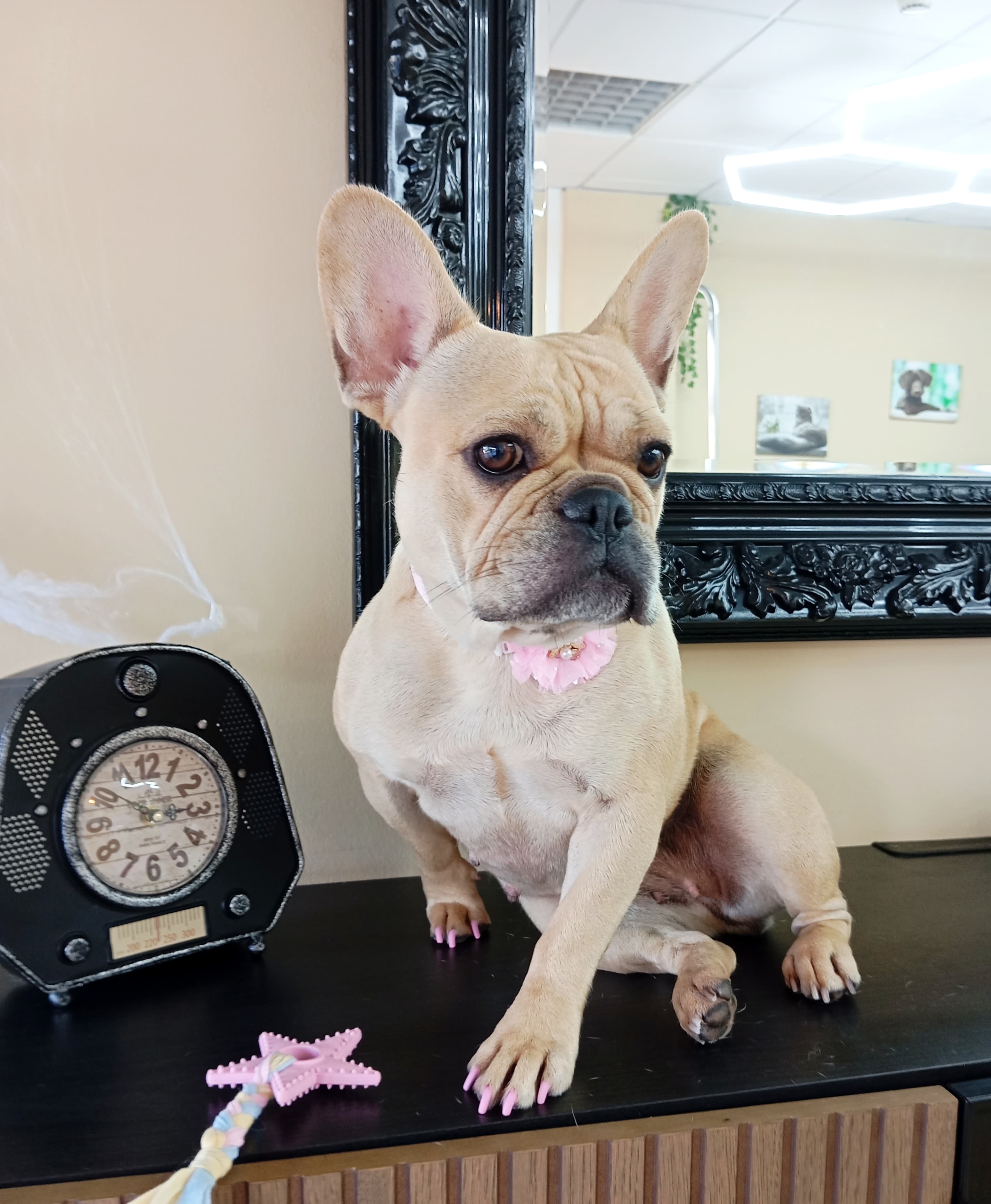 Bulldog Francês - Imagem principal