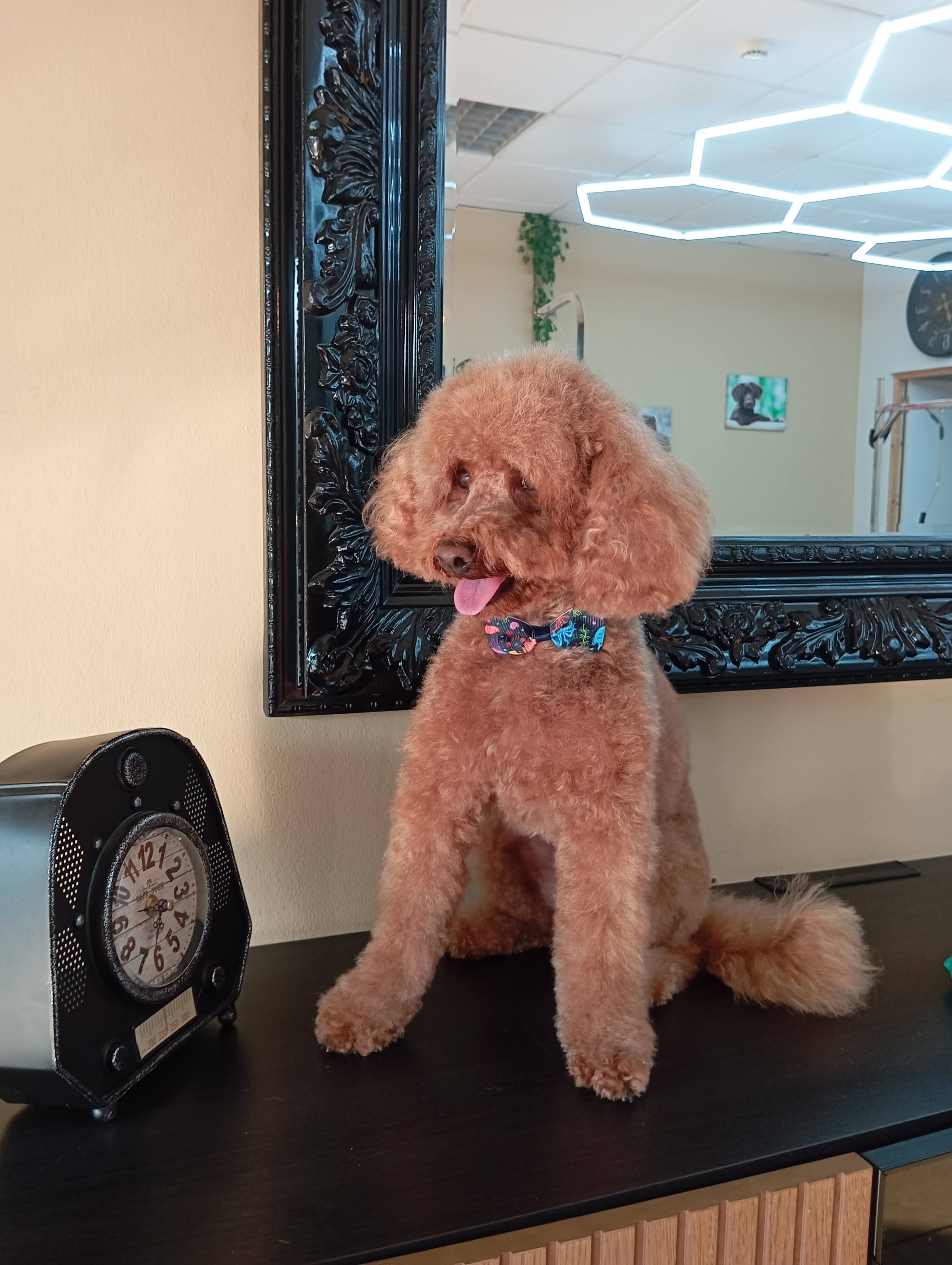 Caniche (Poodle) - Imagem principal