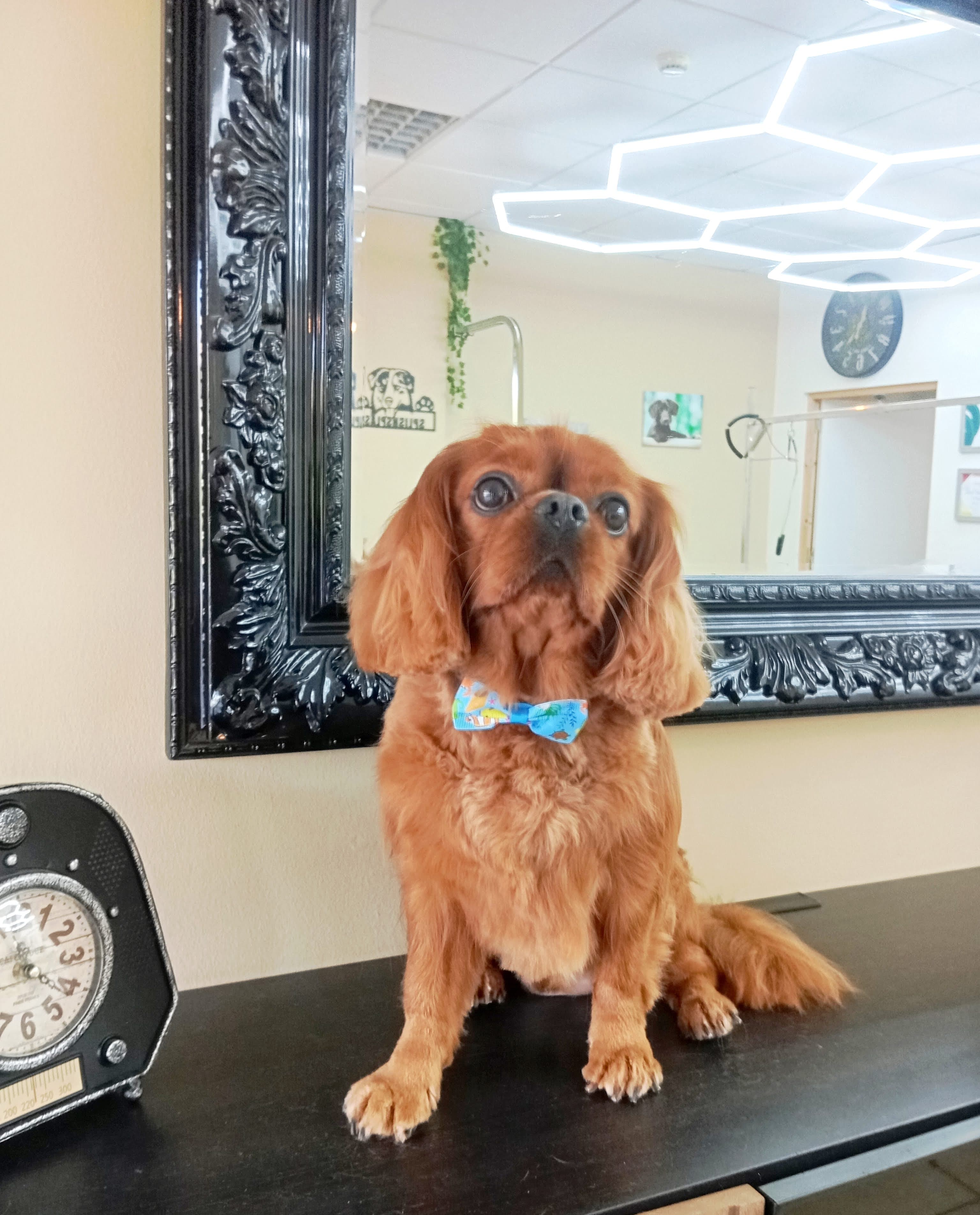 Cavalier King Charles Spaniel - Imagem principal