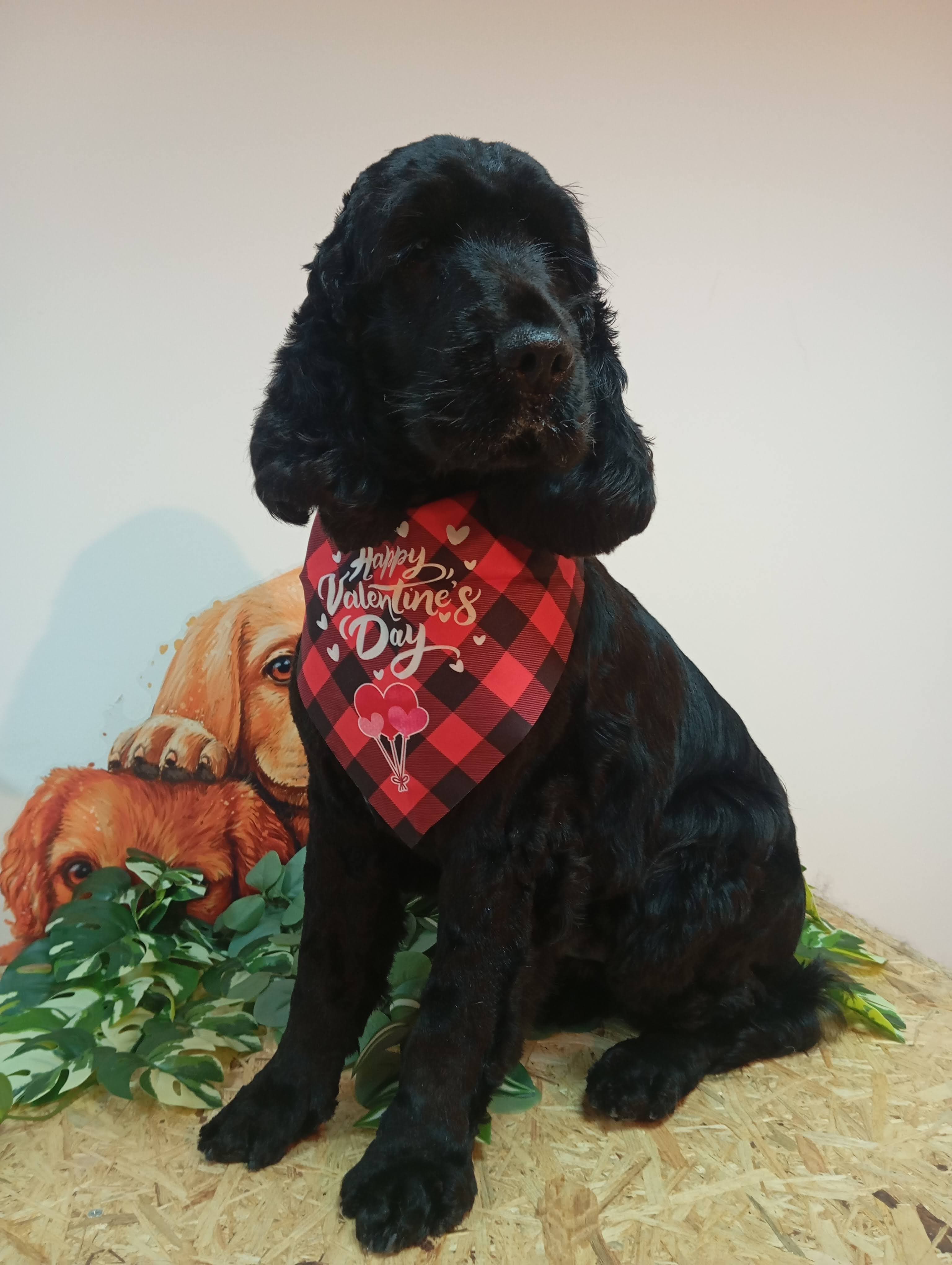 Cocker Spaniel - Imagem principal