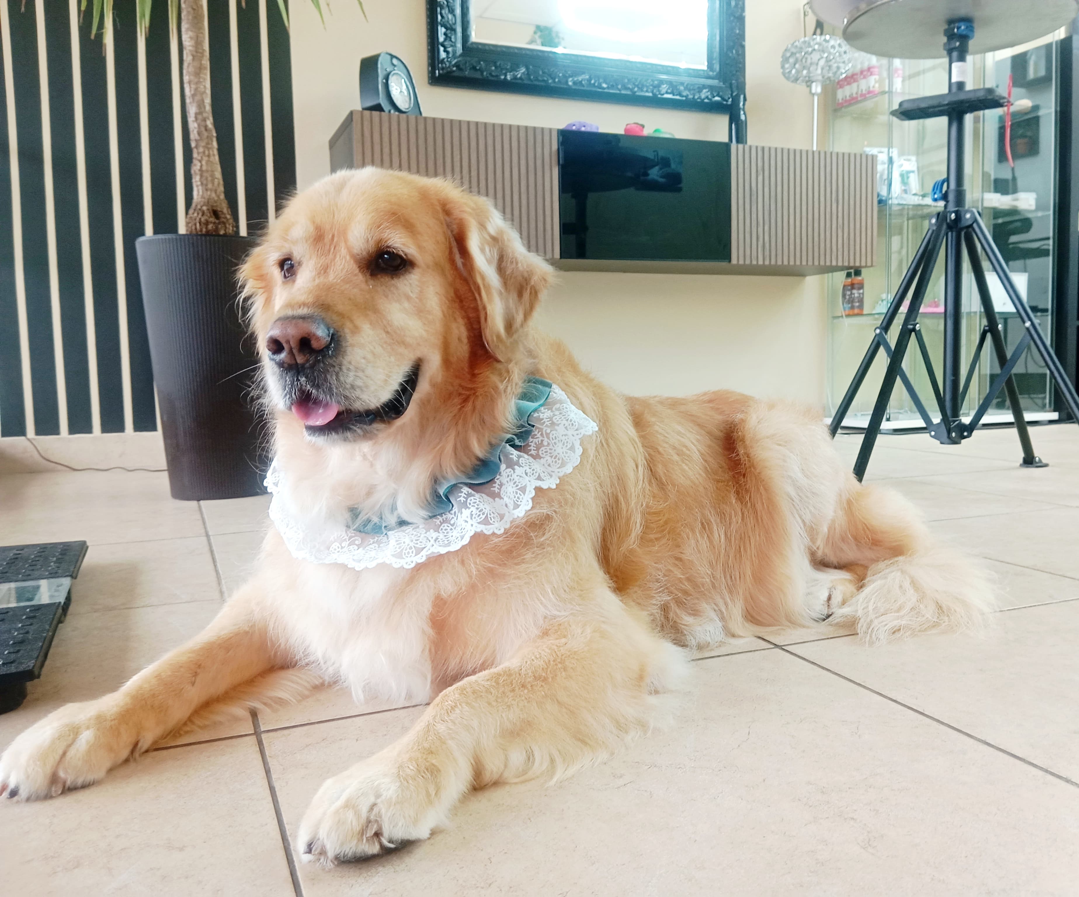 Golden Retriever - Imagem principal