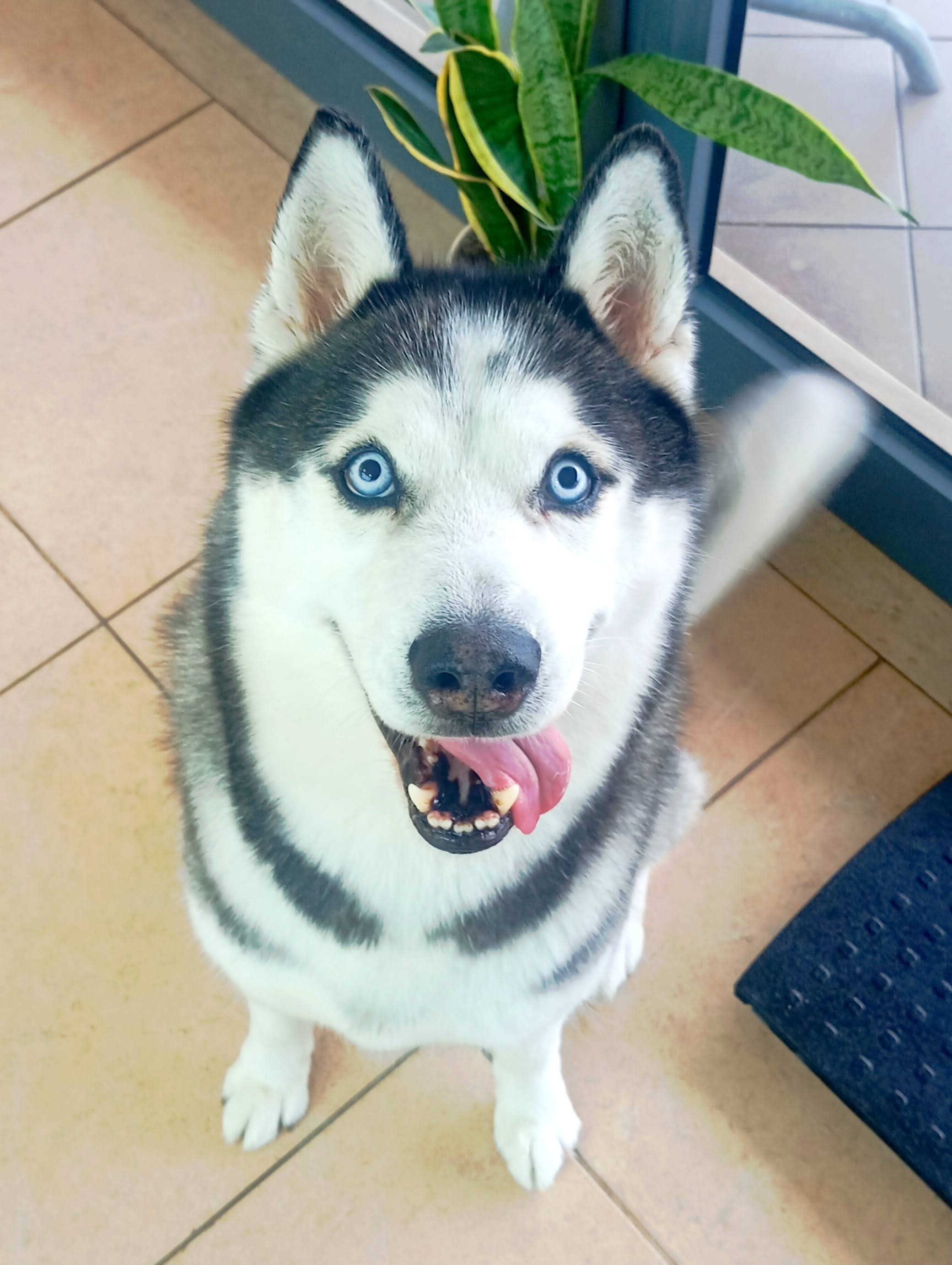 Husky Siberiano - Imagem principal