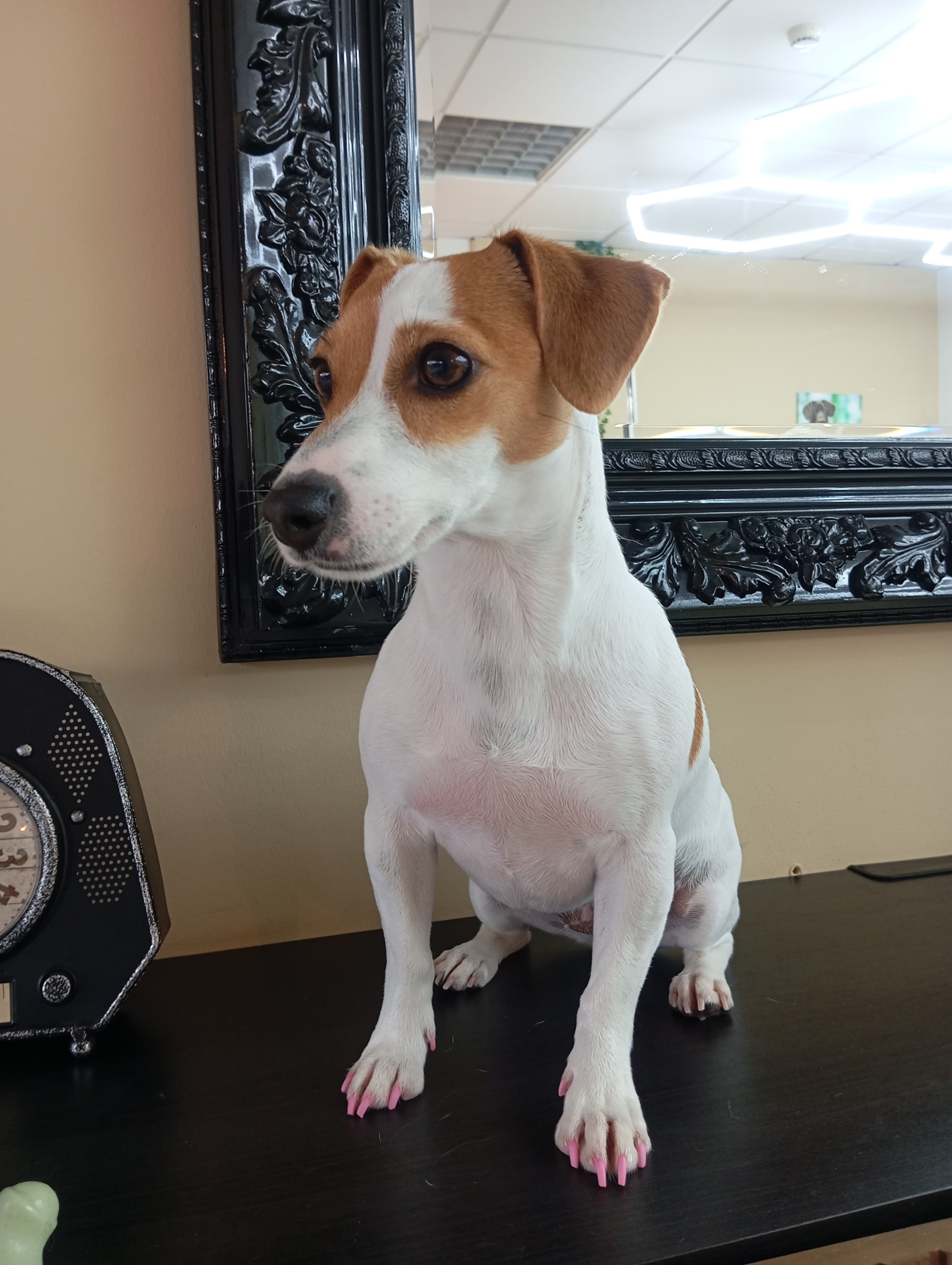 Jack Russell Terrier - Imagem principal