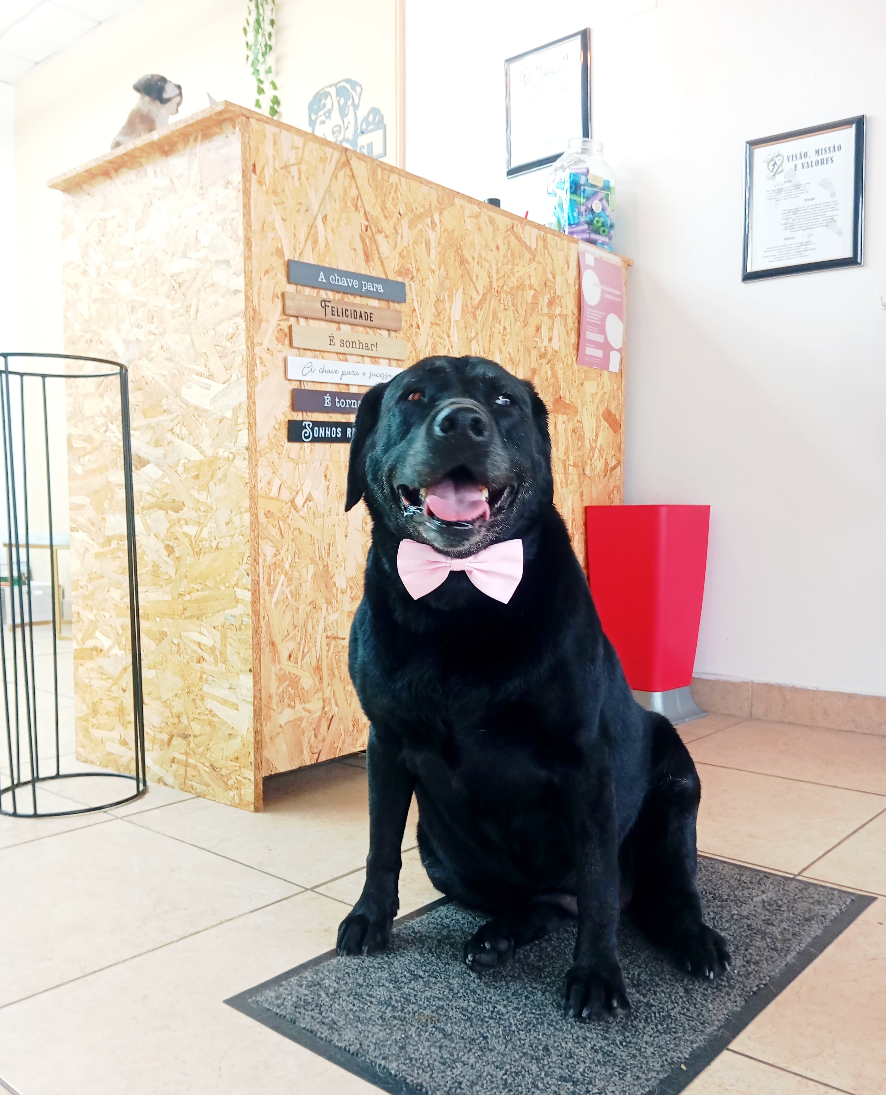 Labrador Retriever - Imagem principal