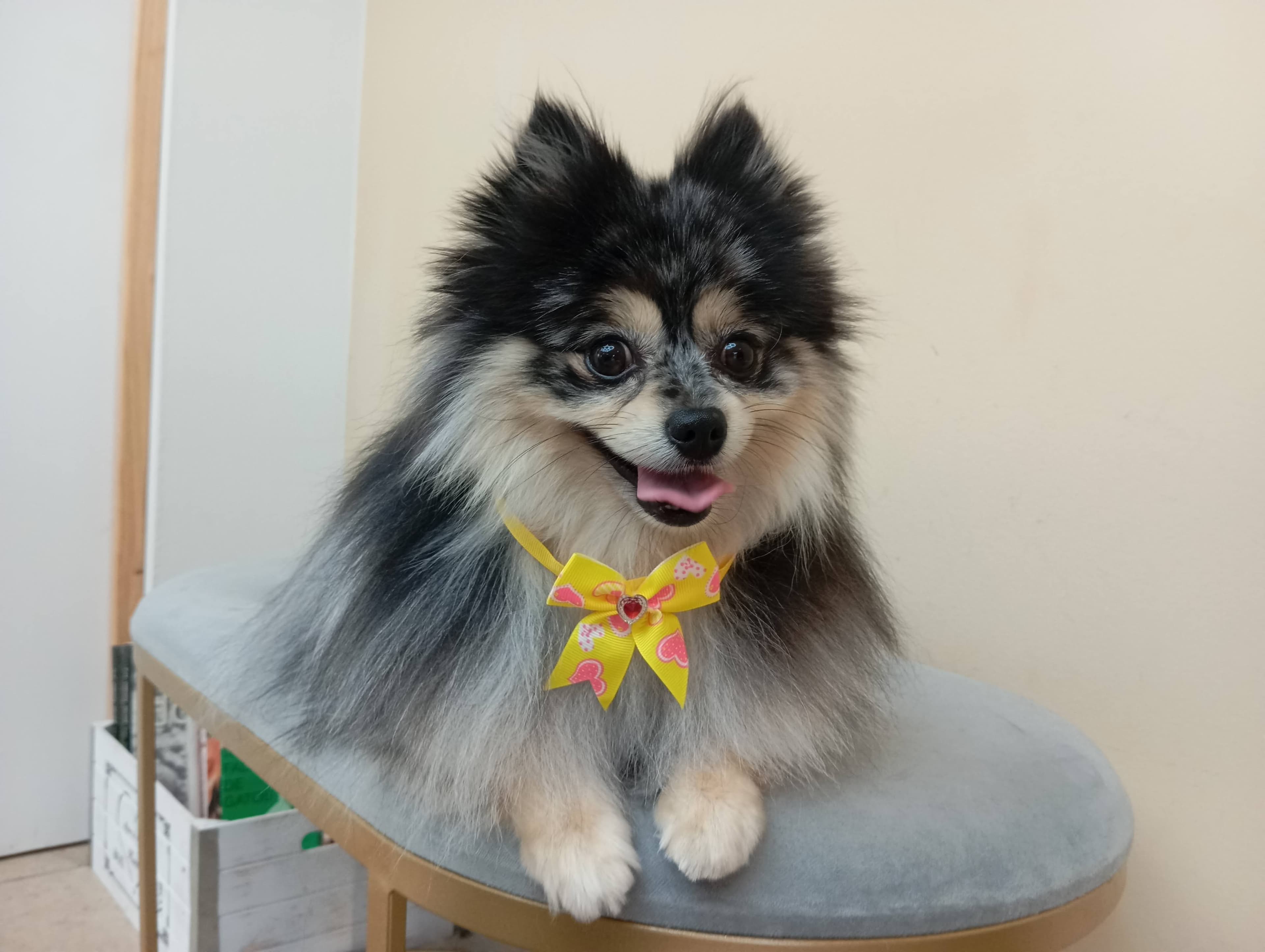 Lulu da Pomerânia - Imagem principal