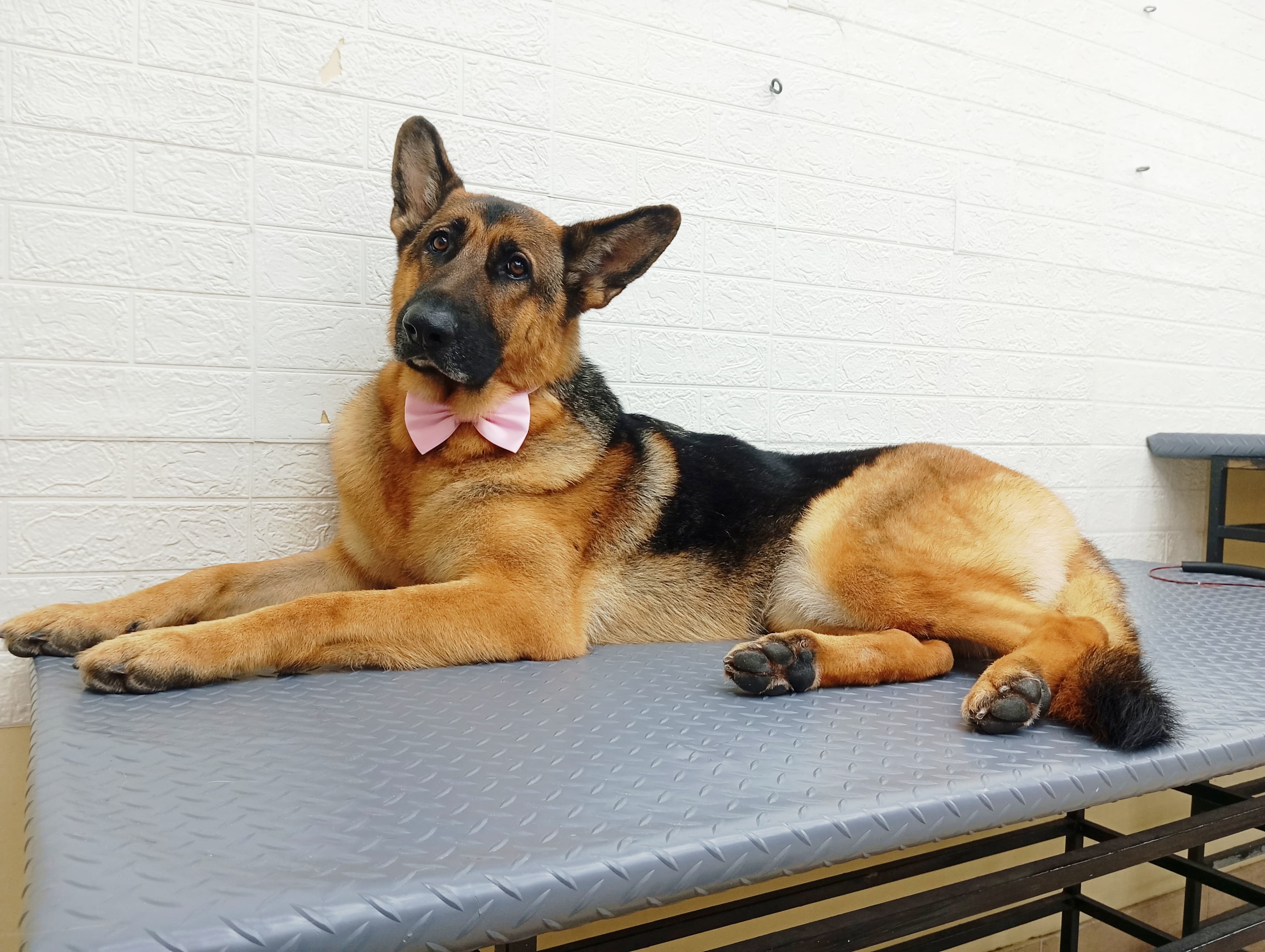 Pastor Alemão - Imagem principal