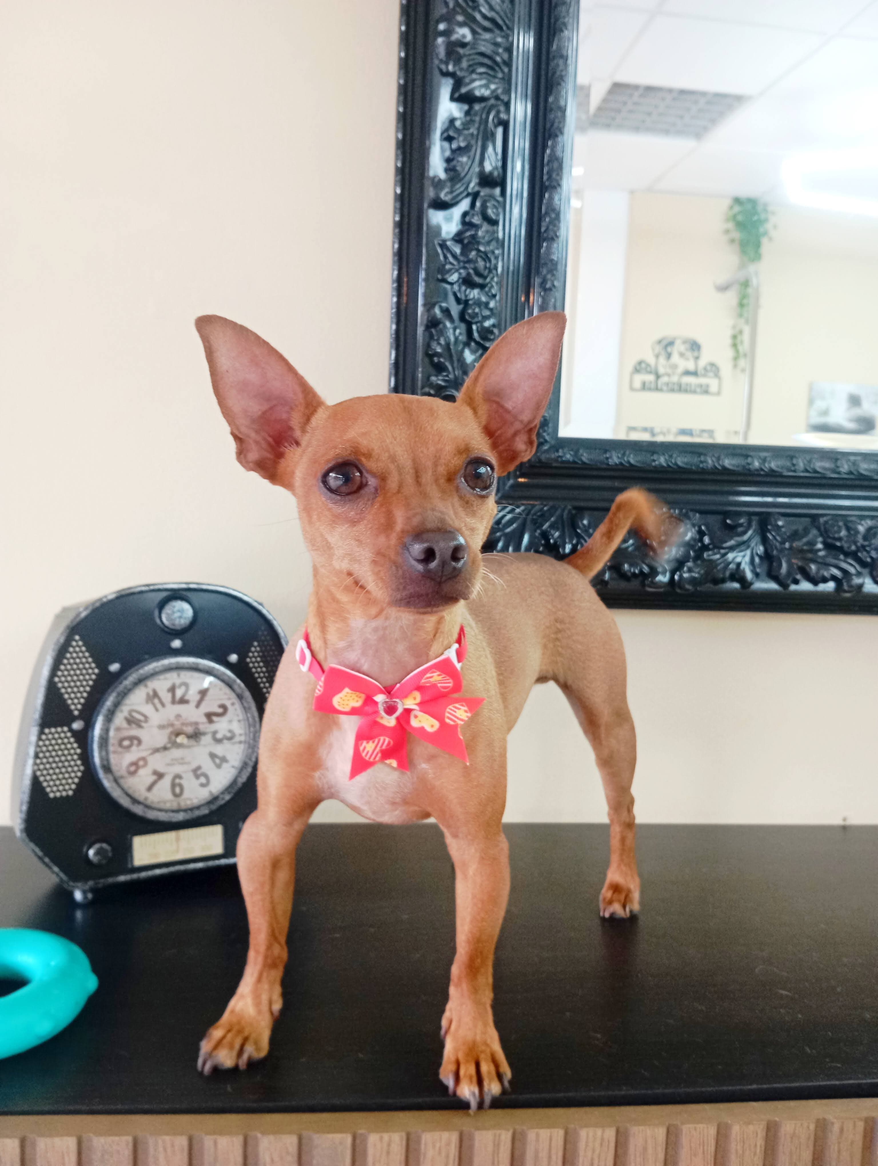 Pinscher Miniatura - Imagem principal