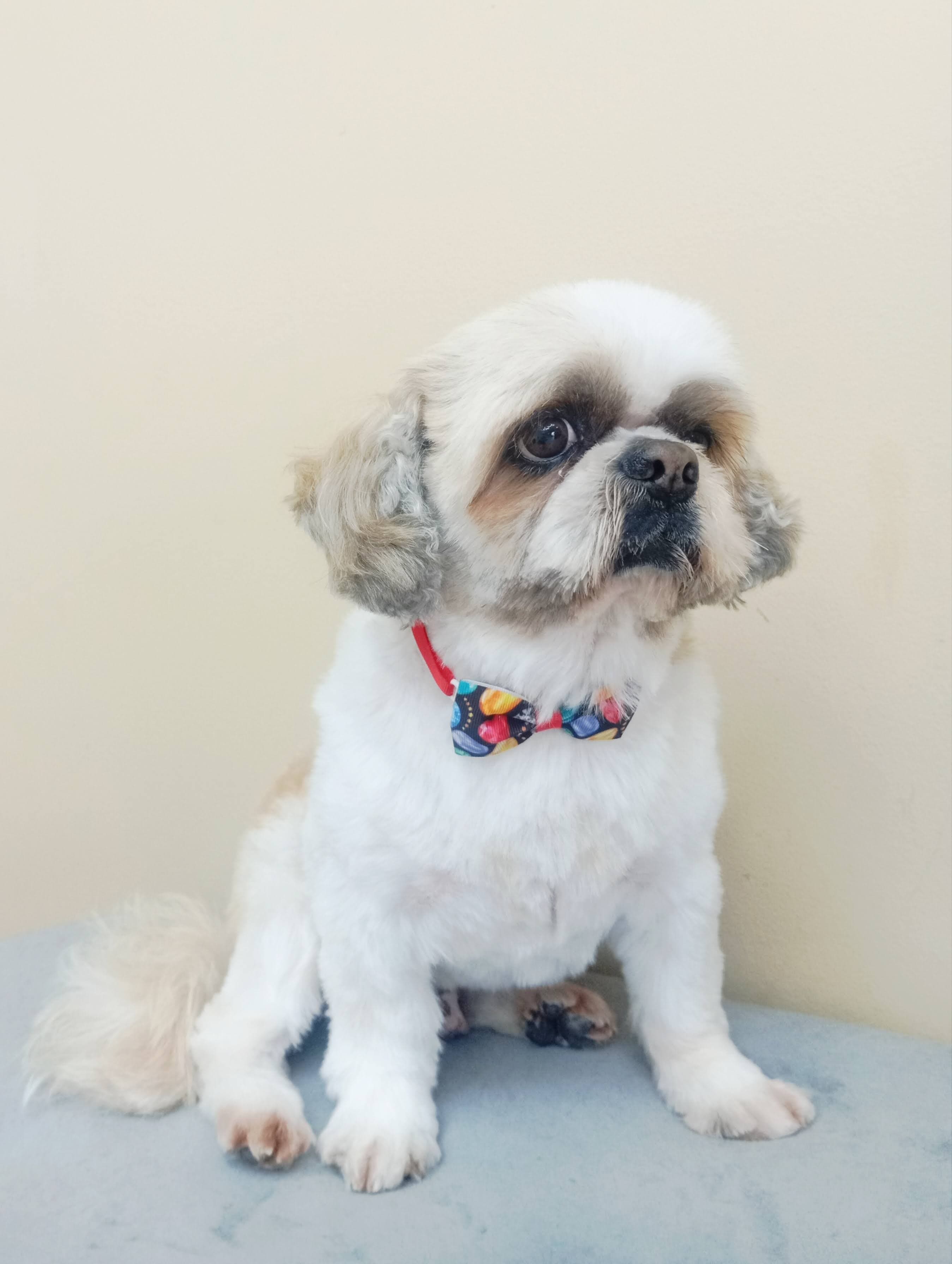 Shih Tzu - Imagem principal