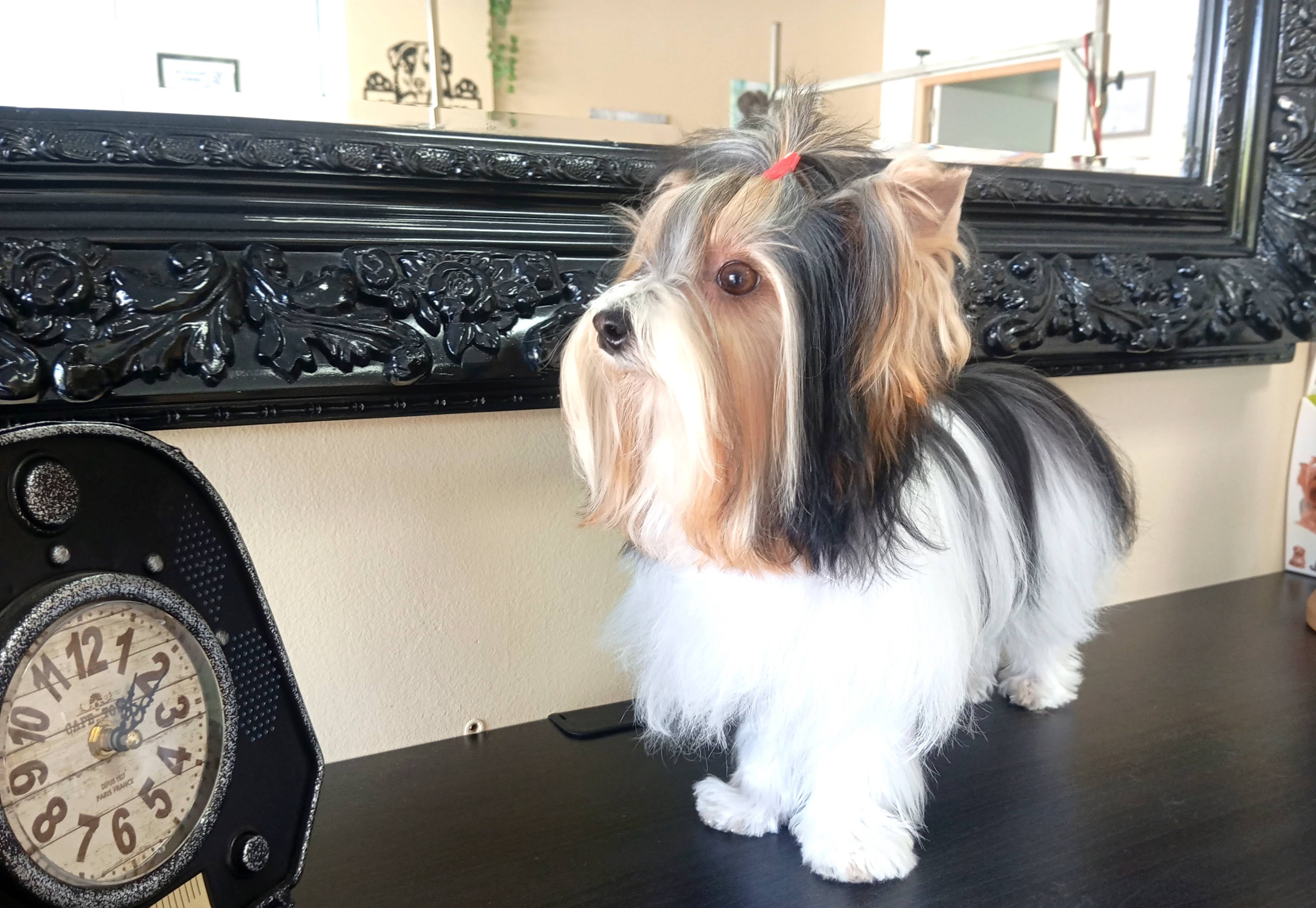 Yorkshire Terrier - Imagem principal