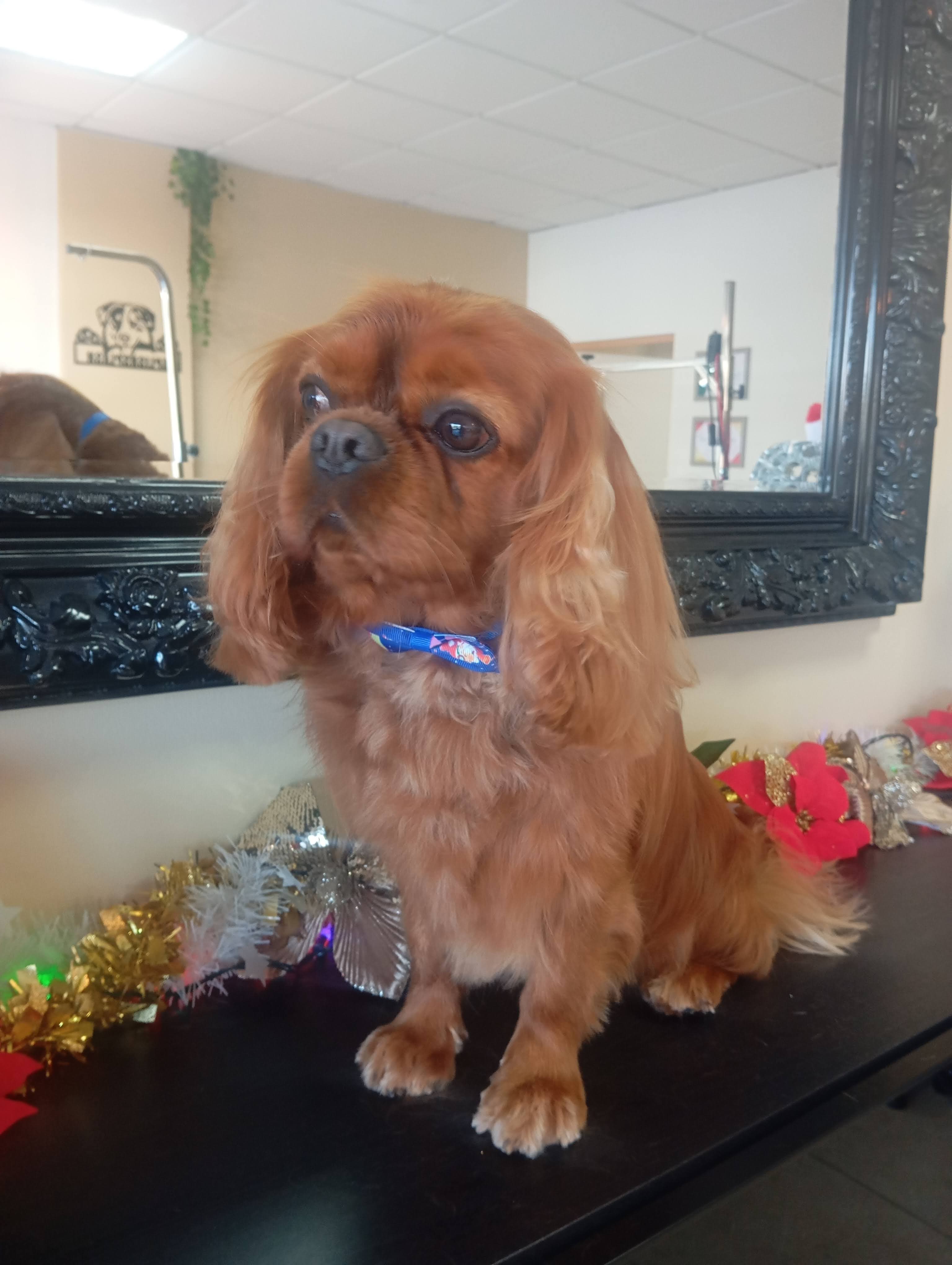 Banho e Tosquia - Raças Pequenas