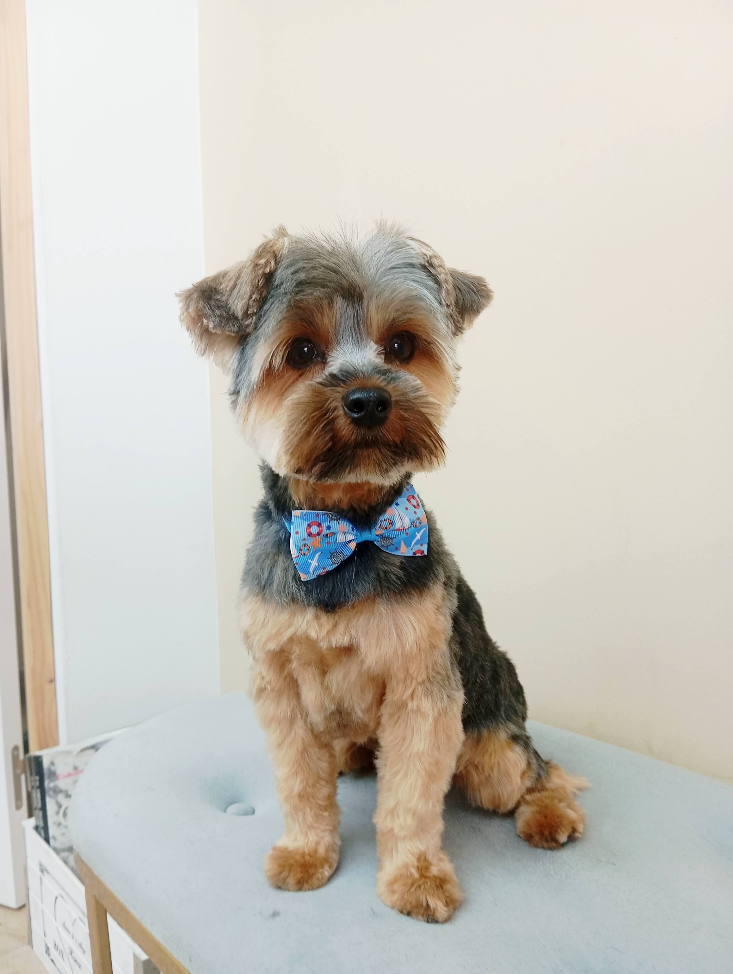 Banho e Tosquia - Agende já