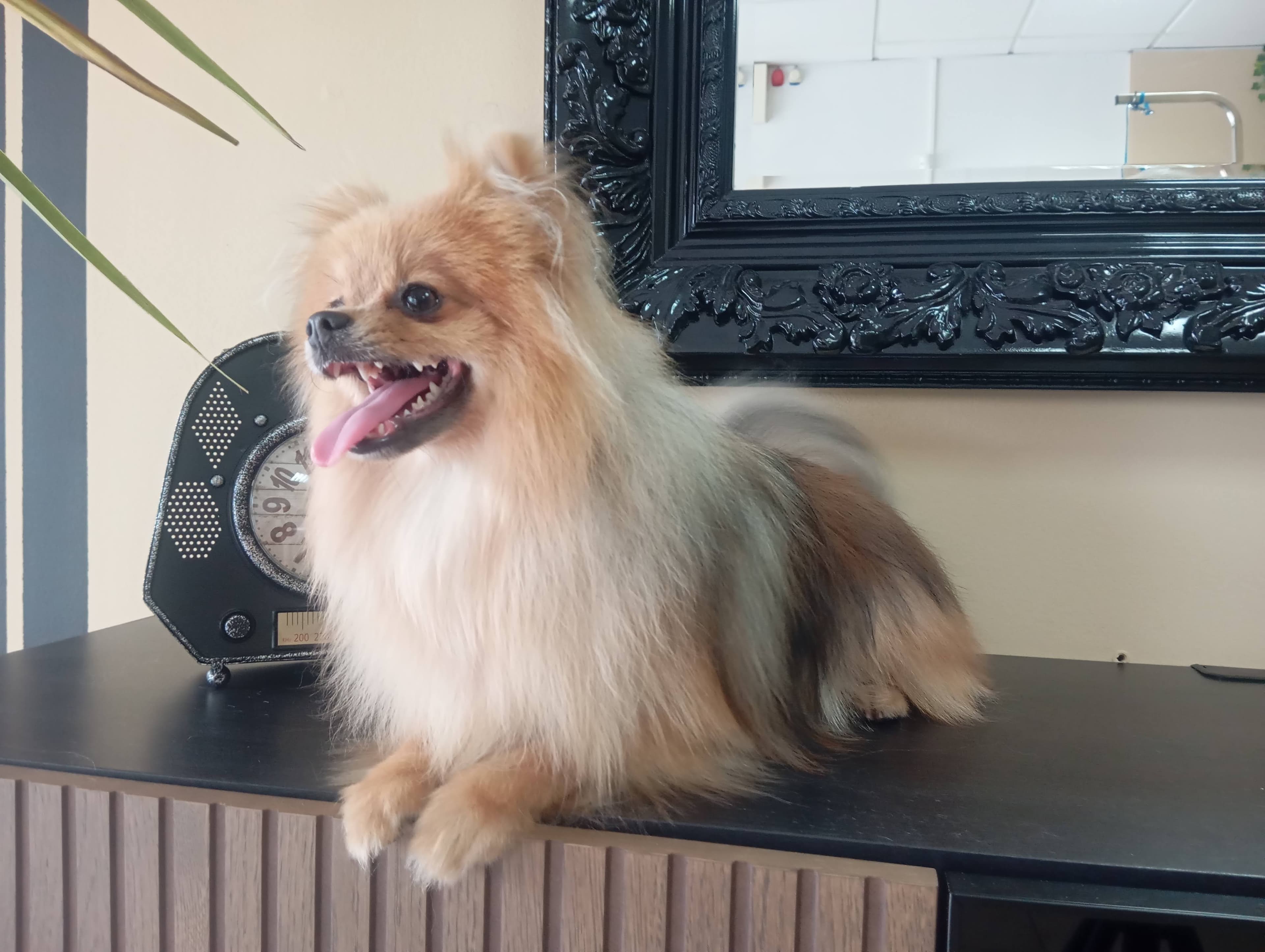 Banho e Tosquia - Detalhes do serviço