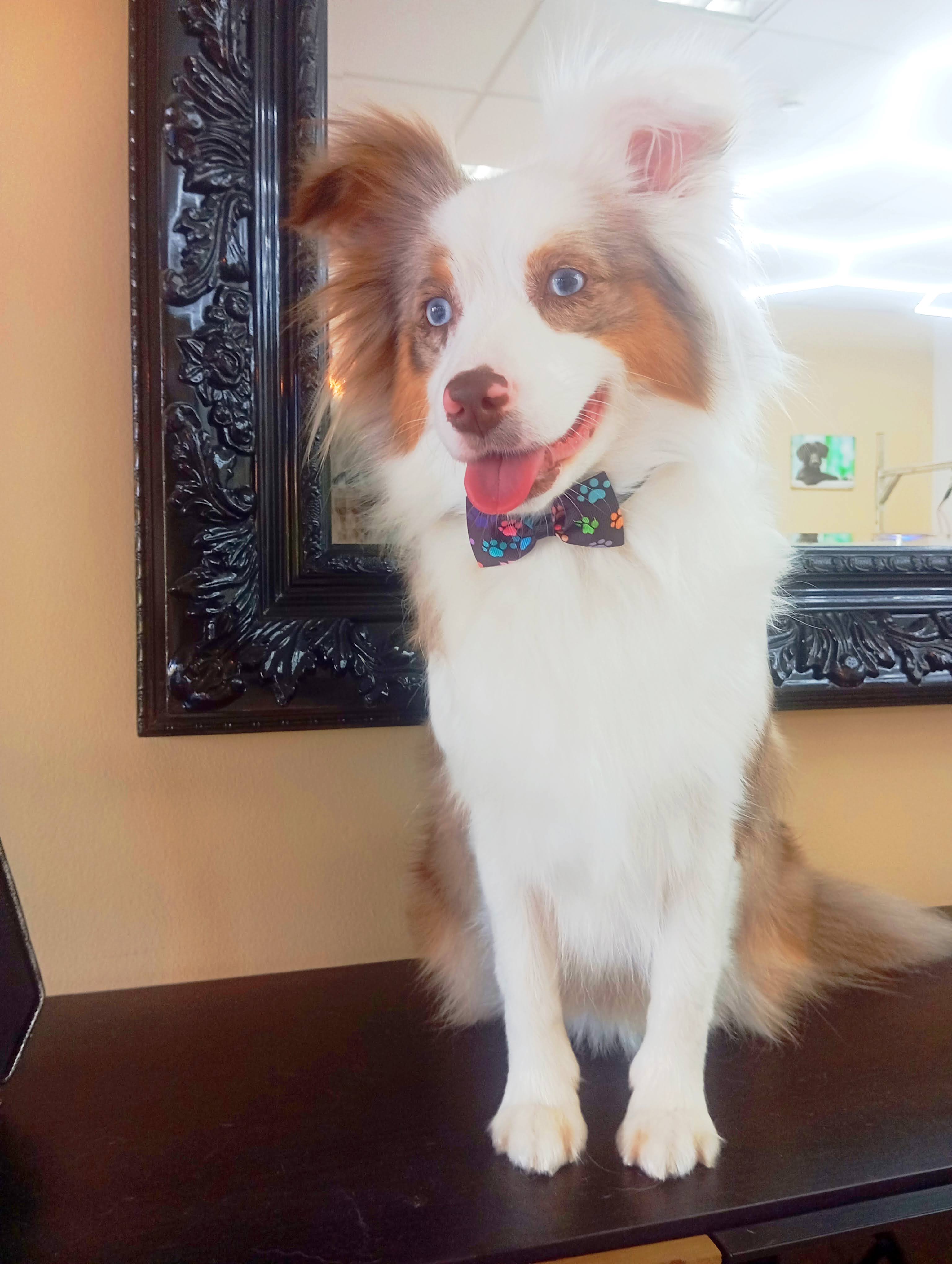 Banho e Tosquia - Imagem principal