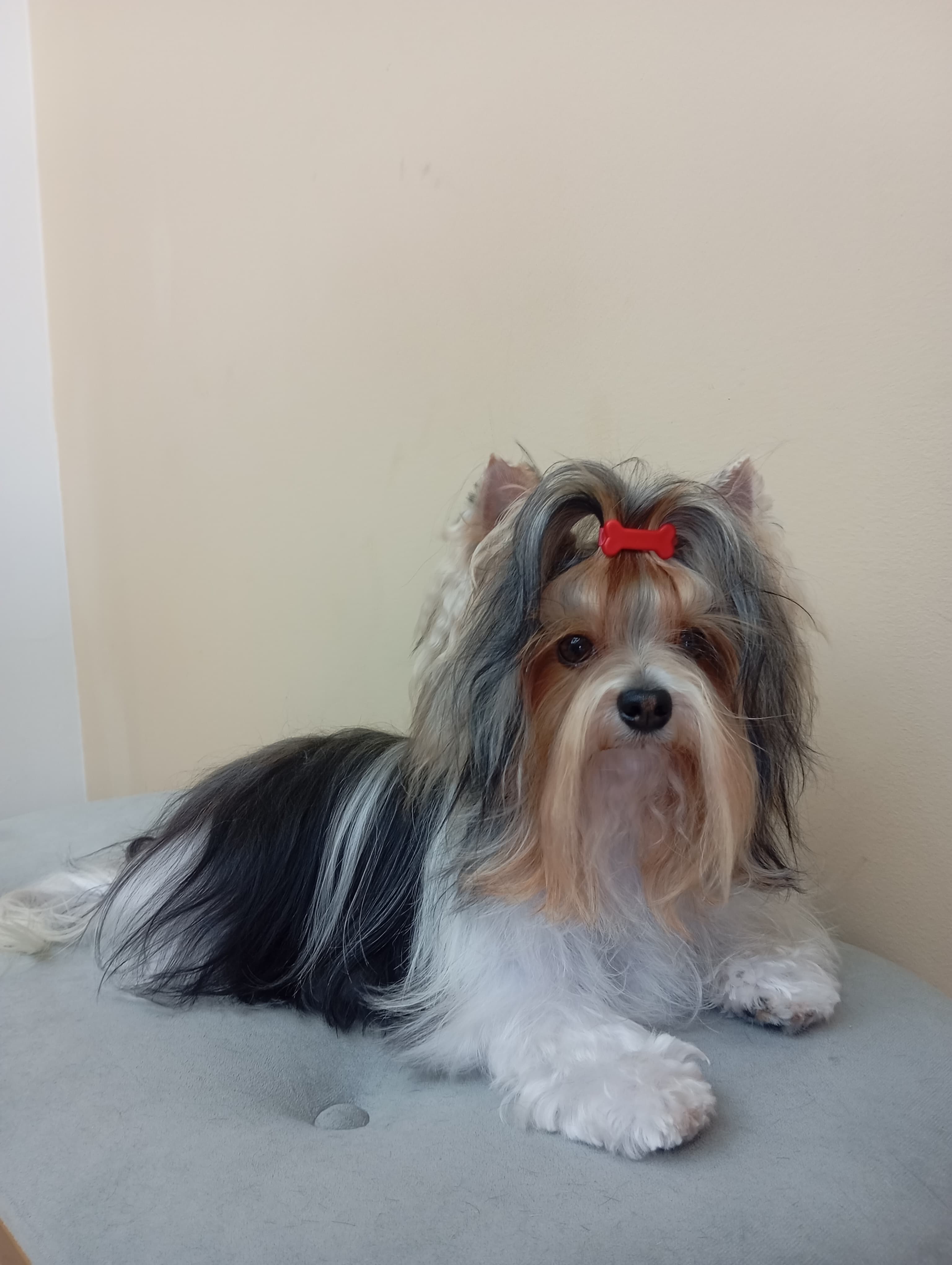 Tratamento de Pelo - Imagem principal