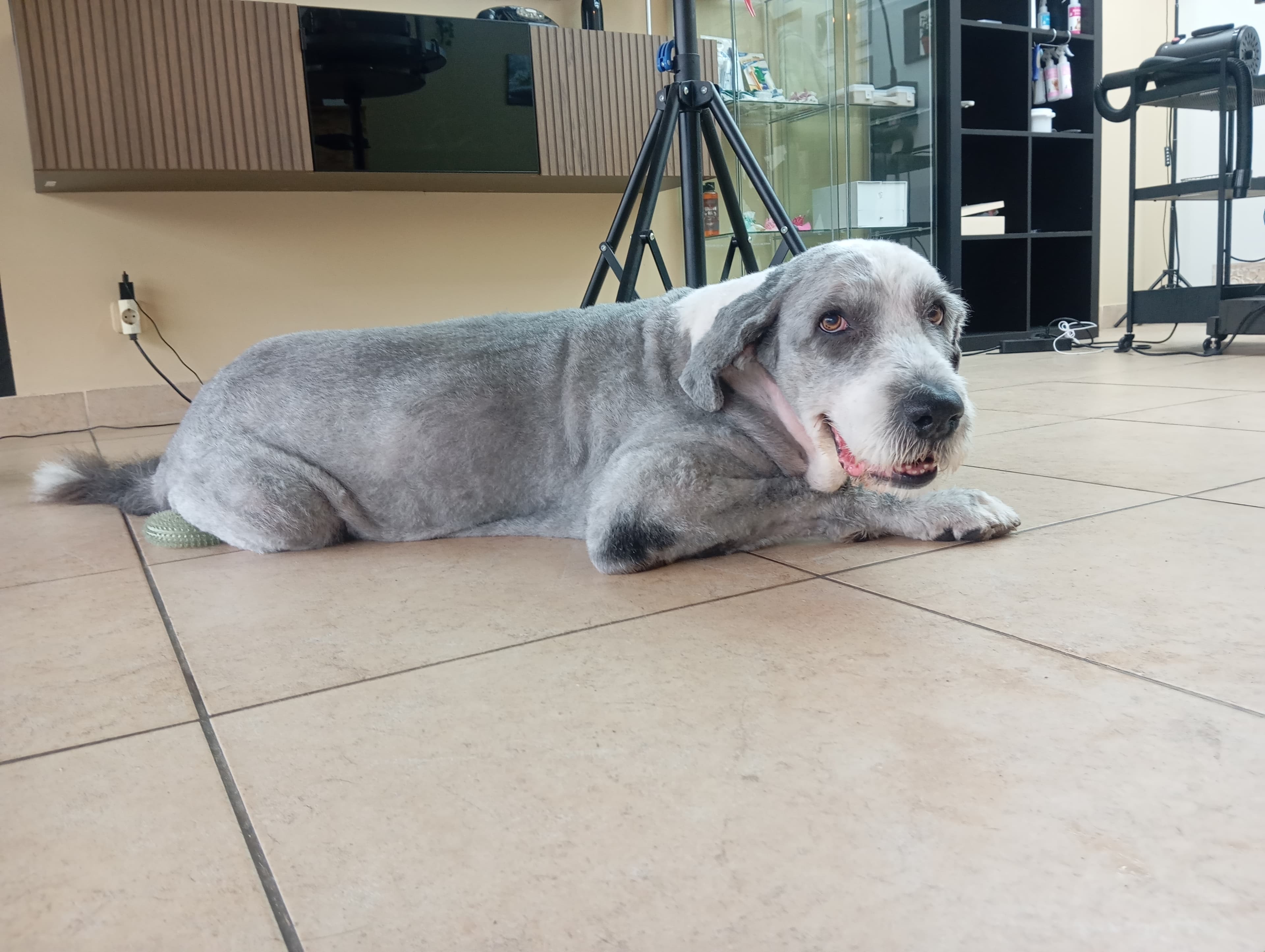 Raças Grandes - Agende já