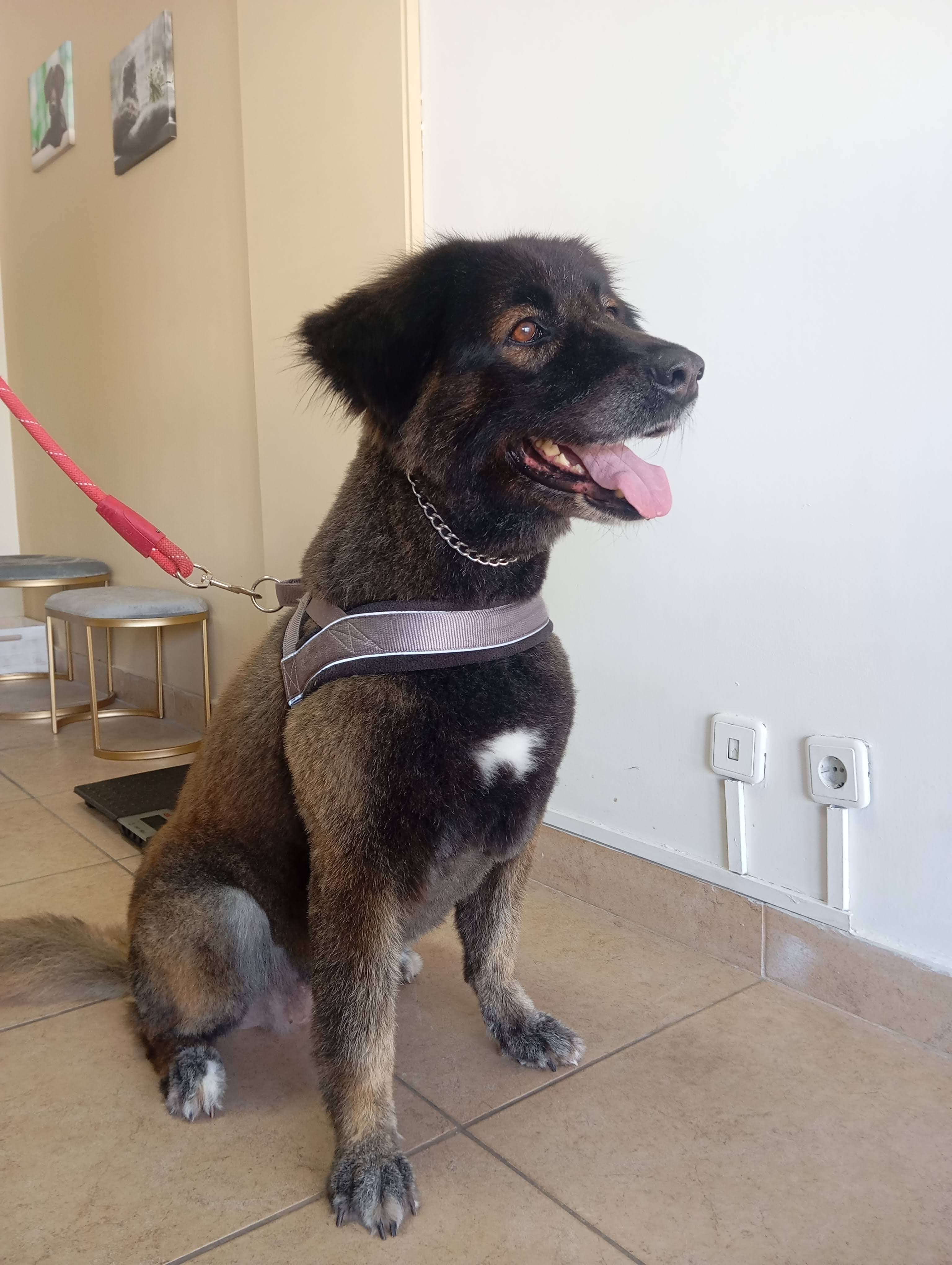 Raças Grandes - Imagem principal